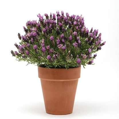 Picture of Lavender - Stoechas Bandera Purple